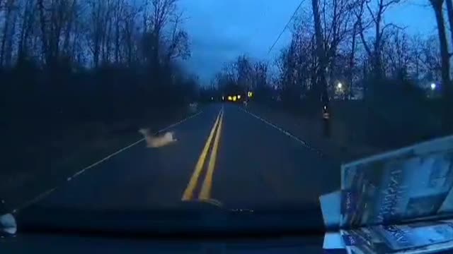 Dash cam - Van hits deer
