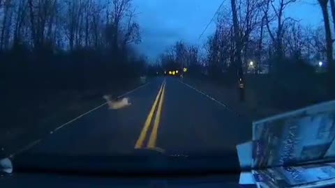 Dash cam - Van hits deer