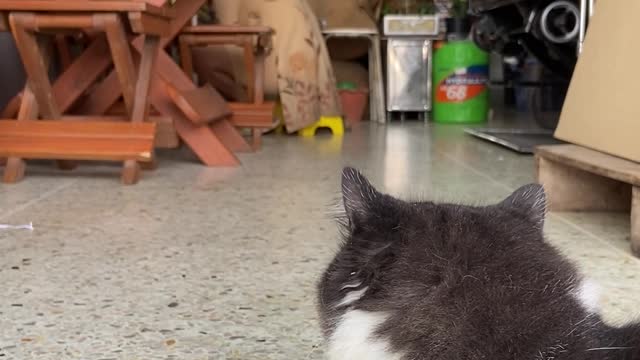 Watch a beautiful cat of a different kind. amazing shape