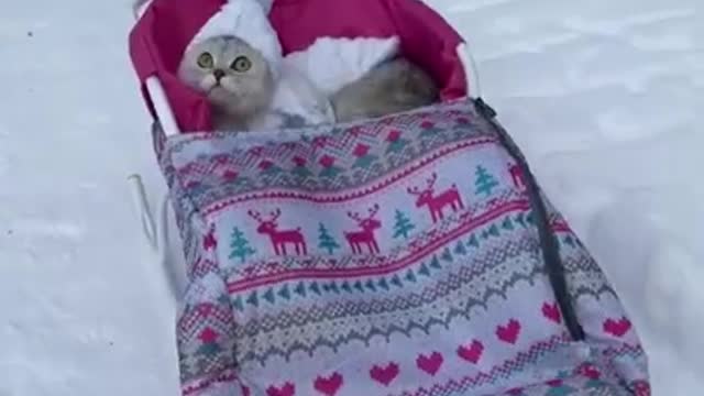 Cute cats, funny pets videos ,cute animals, tiktok compilations