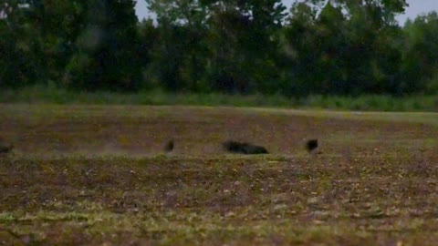 A Hunt Like This May Never Happen Again Hogzilla Found In Texas