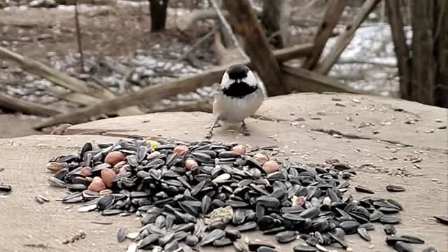 Beautiful Bird Video, Short Clip, 4k Relax Time