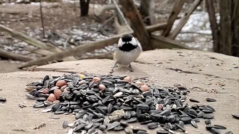 Beautiful Bird Video, Short Clip, 4k Relax Time