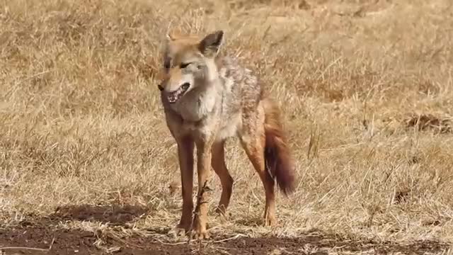 Amazing new discovery of an African Golden Wolf, the First New Canid_Cut.mp4