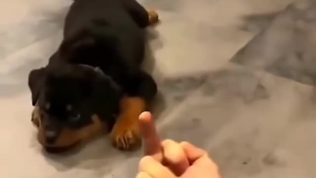 Dog got angry 😡