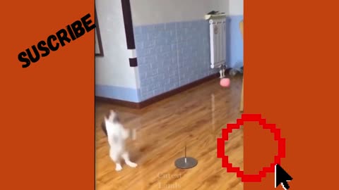 FUNNY DOG