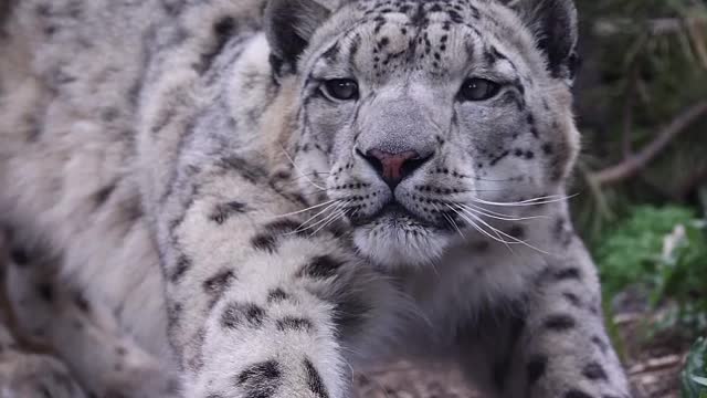 Leopard 🐆🐆