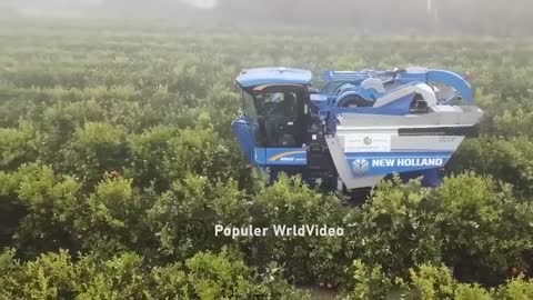 Watermelon production.