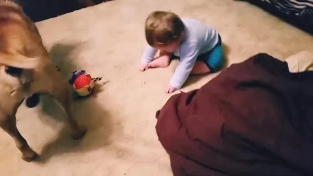 Baby laughing at dog & bubbles