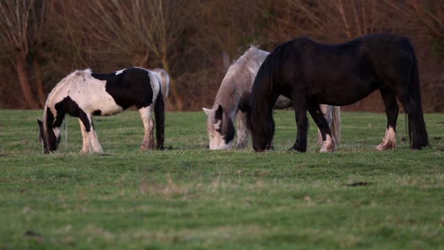 Beautiful Horses Grazing