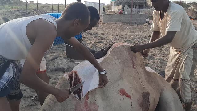 How is kill the camel