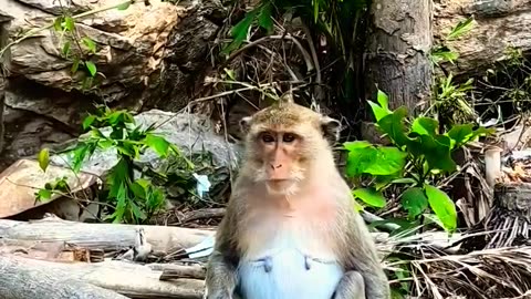 #monkey #trending #youtube #best #shortsviral #viral