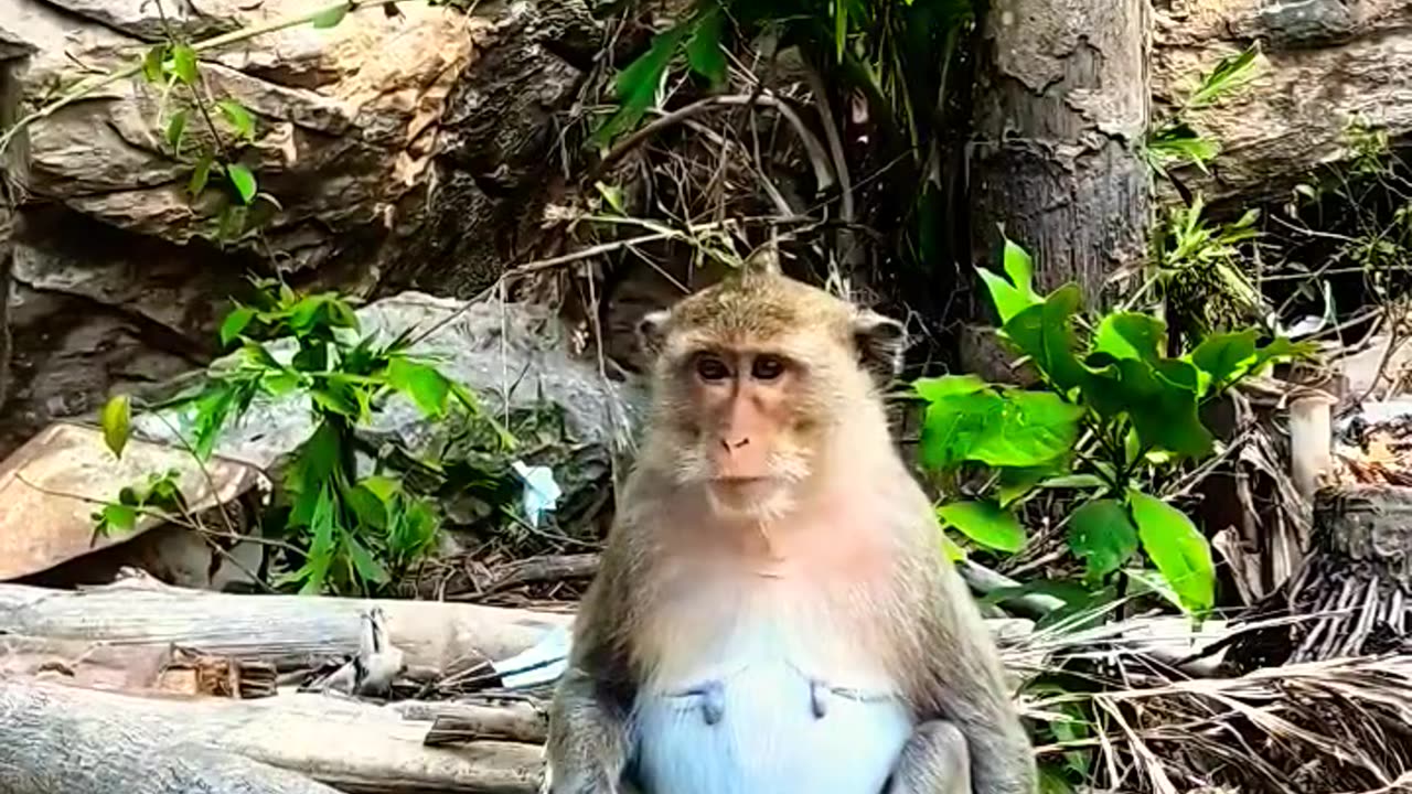 #monkey #trending #youtube #best #shortsviral #viral