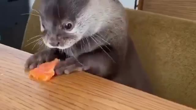 FUNNY ANIMAL COLLECTION 2021 PET4FUN 3