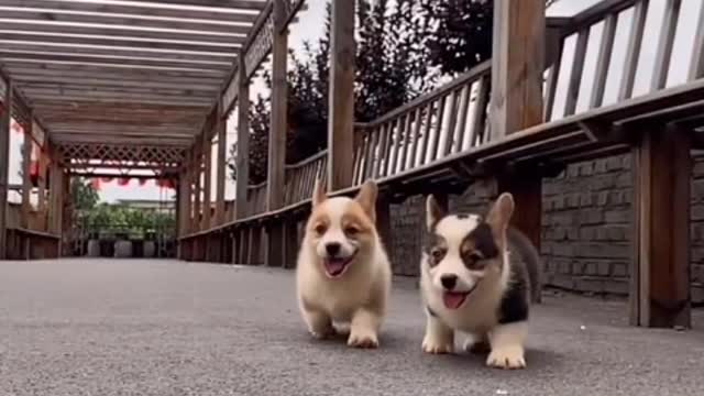 Owning a dog is the only kind of love money can buy