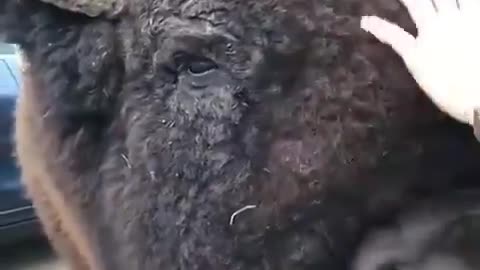 Cute and adorable animal behavior makes anyone happy to see it