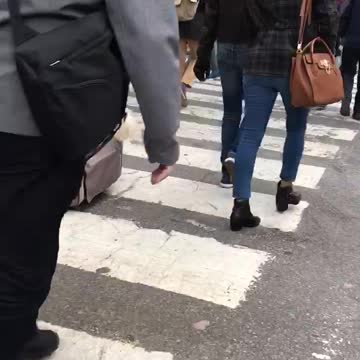 Dog walking at its finest in NYC