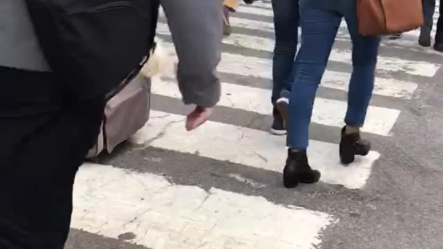 Dog walking at its finest in NYC