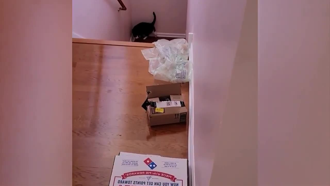 Try Not to laugh 😂🤣🤣🤣