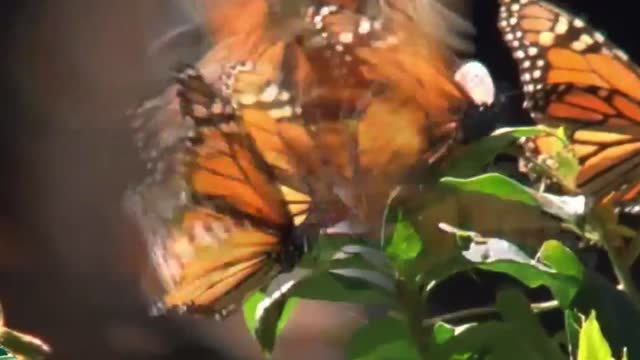 Flying dragon with butterflies