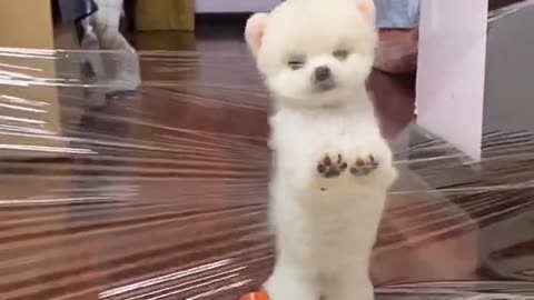 Lovely and #funny animals Lovely #dog videos 18 in 2021