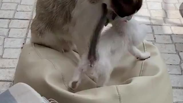 Mother's affection, and the kittens are so good