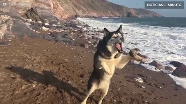 Divirta-se com os melhores fails caninos!