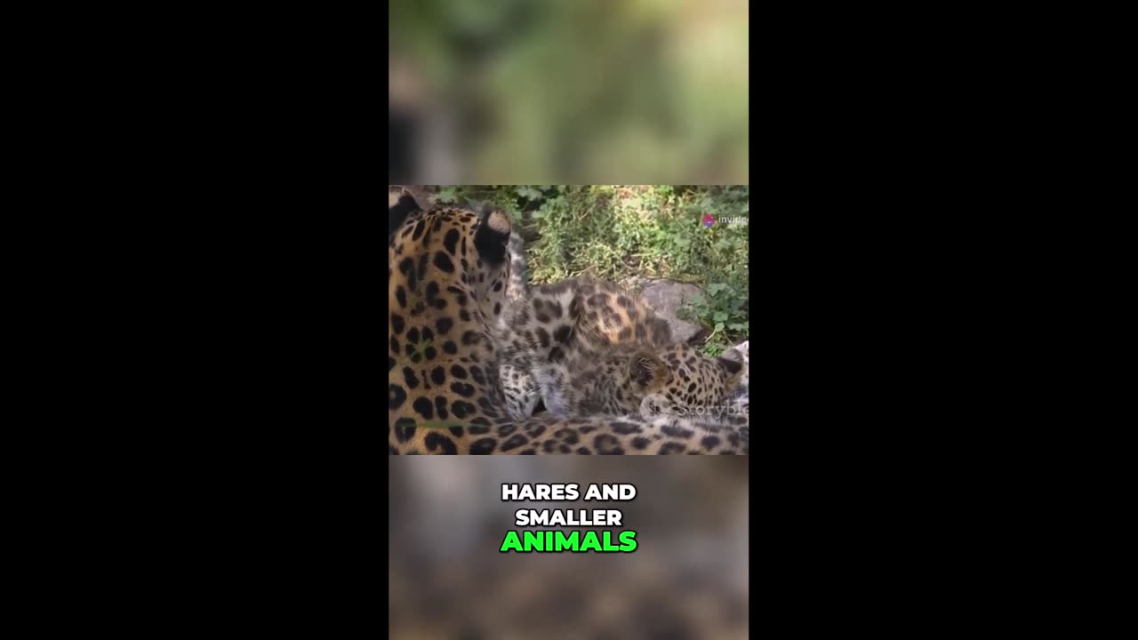 The Amur Leopard Panthera pardus orientalis