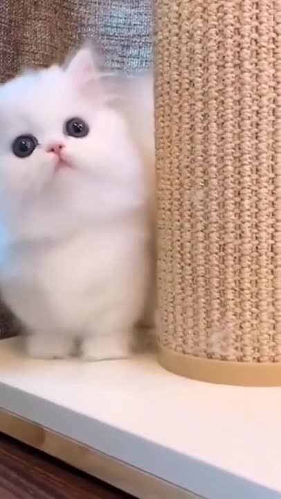 3.cute cat and funny cat shorts❤ 😍