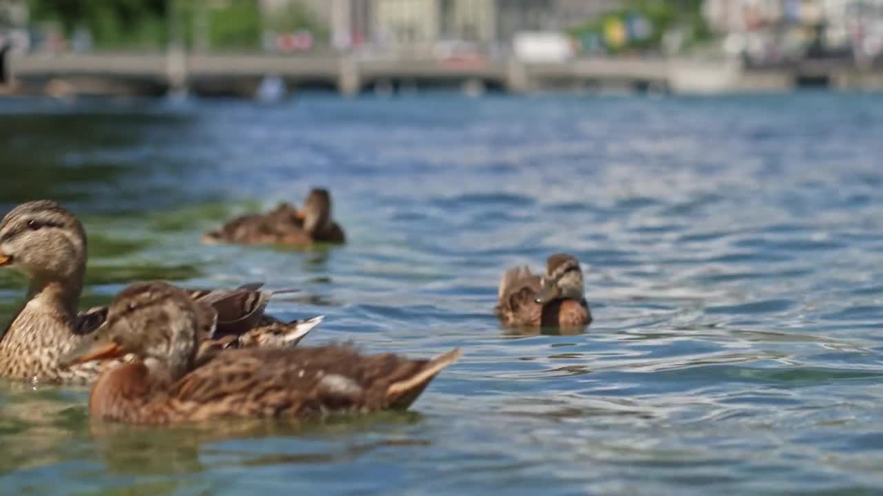 Switzerland, Zurich. Four ducks in the waves of the Limmat river