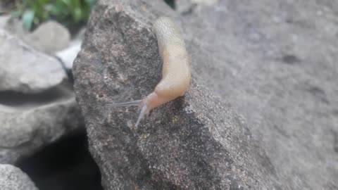 Slug on the stone