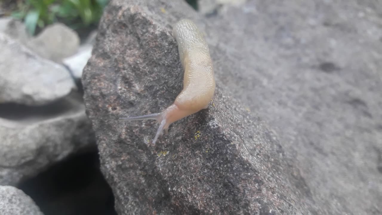 Slug on the stone