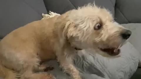 YES, PLEASE ! ANOTHER TREAT !