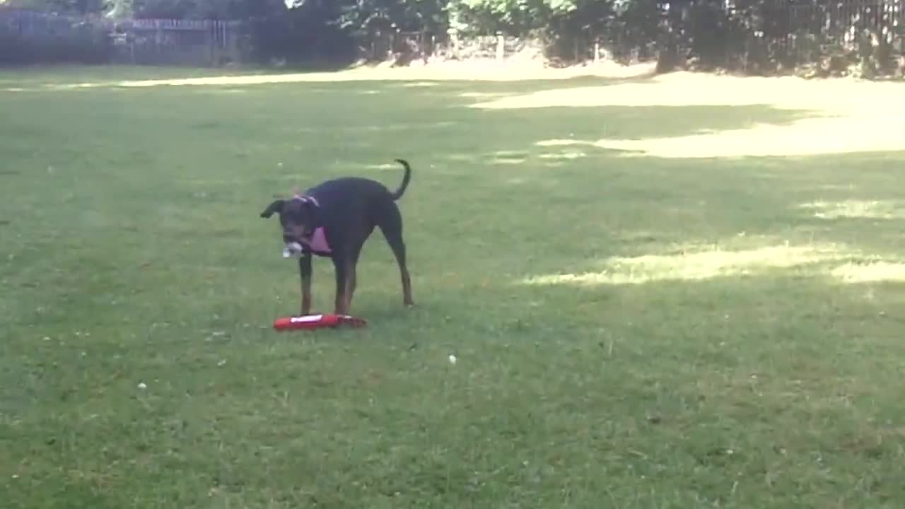 Storming Storm Doberman.