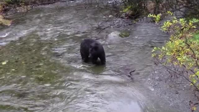 Animals swimming in water