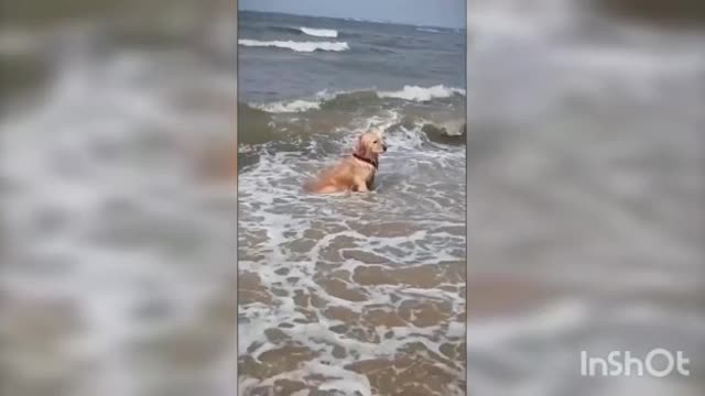 Dog is just bath