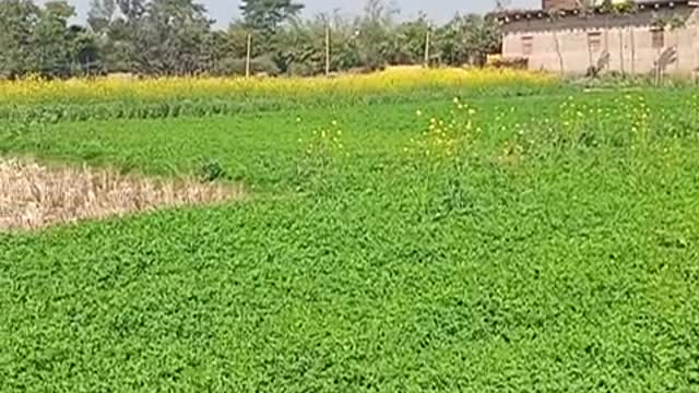 Indian farmer