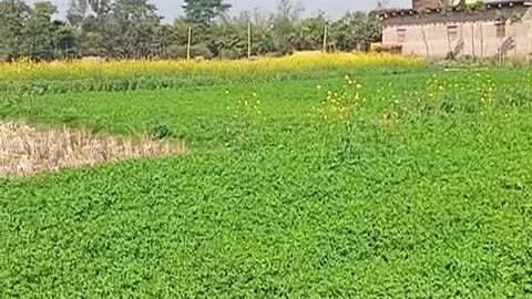 Indian farmer