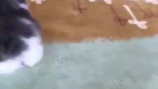 cute cat faunny #shorts