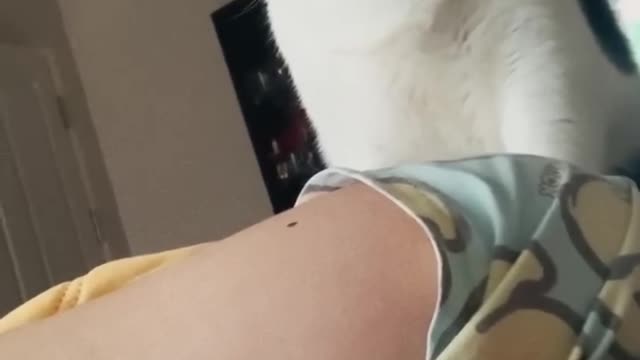 Best Funny Crazy Cats Viral Clips🐶 Funny Cute Cats
