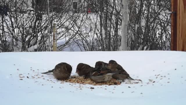 Fly In breakfast 🦆