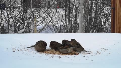 Fly In breakfast 🦆