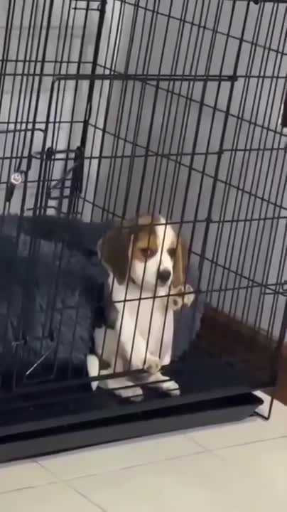 The Best Year Of Our Lives! Baby And Puppy Growing Up Together! (Cutest Ever!!)