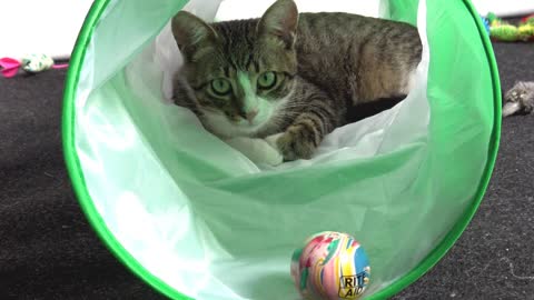 Sneaky Kitten Hides in Cat Tunnel