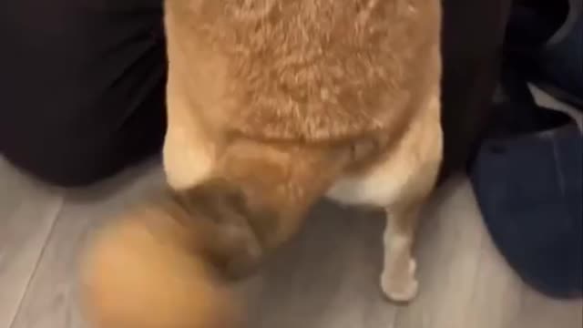 Helicopter Shiba