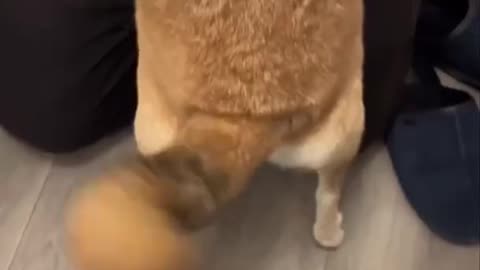 Helicopter Shiba