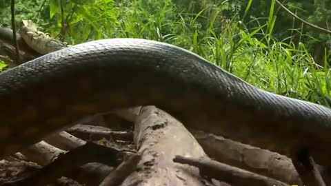 Giant Snake the Brasilian