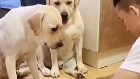 Funny Dogs