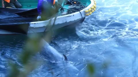 This is Japan - 2 Bottlenose dolphins kidnapped and 5 brutall killed