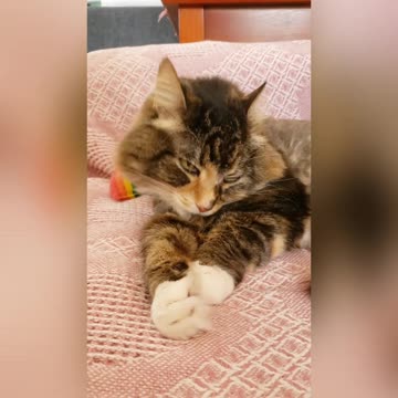 Alexa reacts to Bigfoot story by Jeffrey B Miley